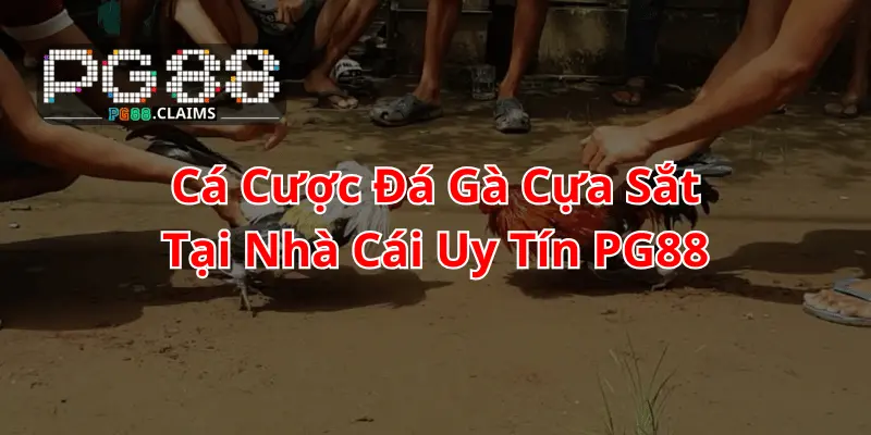 Cá cược đá gà cựa sắt pg88