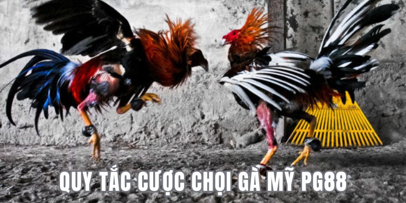 Quy tắc chơi chọi gà Mỹ