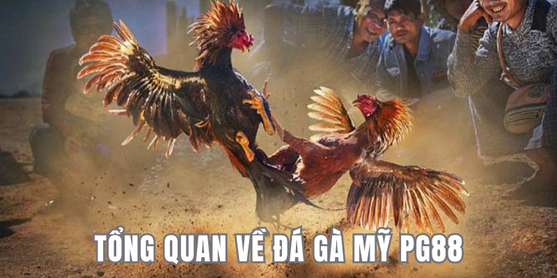 Tổng quan về đá gà Mỹ PG88